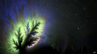 Luminous tree  [프랙탈 나무와 별밤(야광나무)]