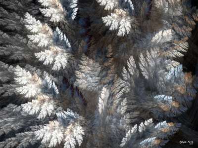 눈덮인 나무(Snow-covered trees)