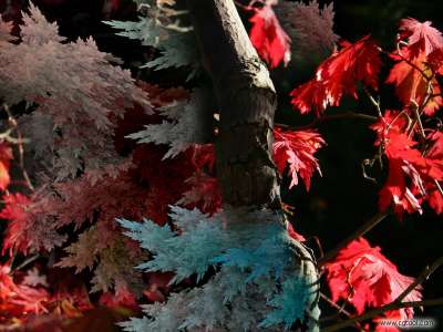 프랙탈 단풍(Maple fractal)