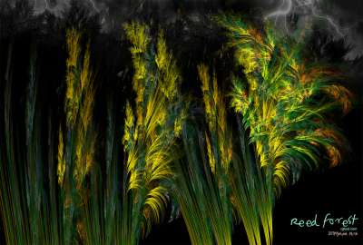 갈대숲(Reed forest)