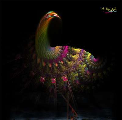 a Peacock (공작새)