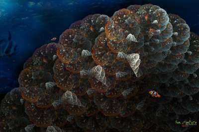 Sea creature(해저생물)