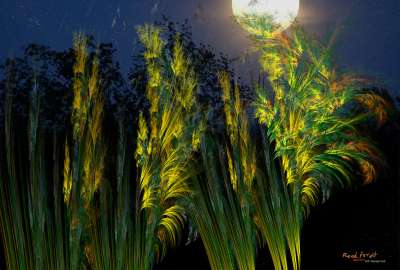 Full moon in the reed forest