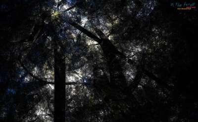 in the forest (숲속에서)