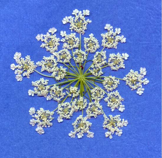 Simple Iterative Fractals